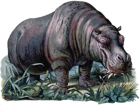 Vintage Hippo Image! | Hippo, Animal sketches, Animal posters