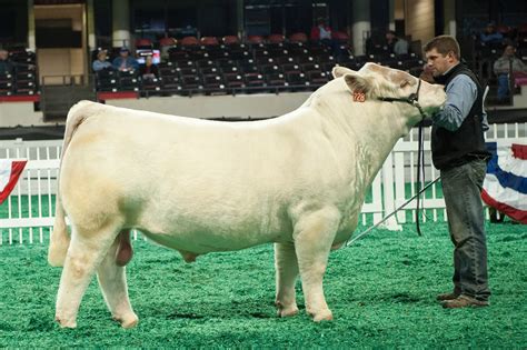 NAILE | Charolais Bulls | The Pulse