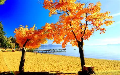 Autumn beach, fall, shore, autumn, ocean, bonito, sky, sea, beach, tree ...