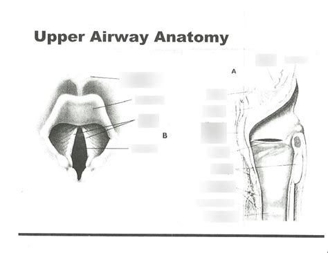 Upper Airway Anatomy Diagram