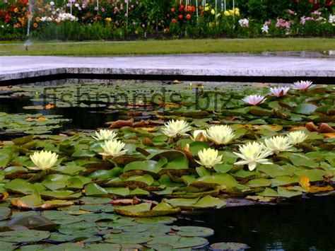 Fish pond plants guide and species