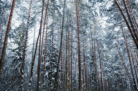 Snowy pine forest featuring snow, forest, and pine | High-Quality ...