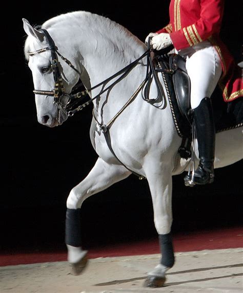 320 best Horses - Lipizzaner images on Pinterest | Horses, Horse horse and Beautiful horses