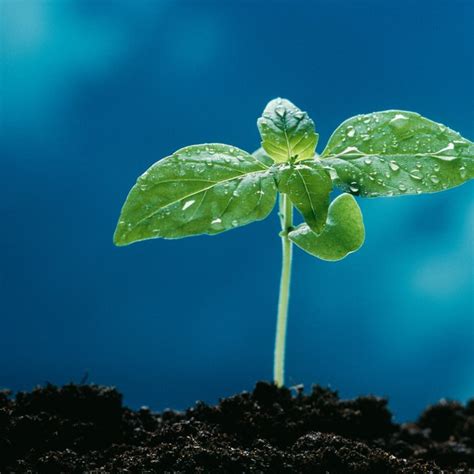 Plants That Live in Caves | Sciencing