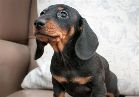 Miniature Dachshund Training 1-2-1 Home Visits in South Yorkshire