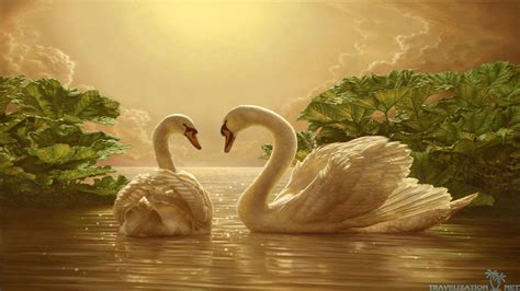 Sunset Swans Wallpapers - Wallpaper Cave