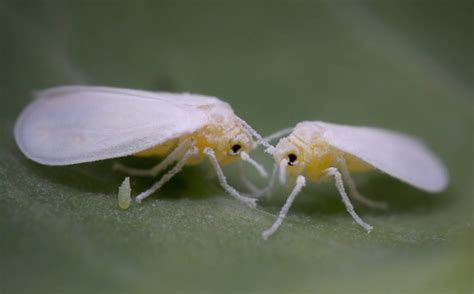 Whitefly Control, Pesticide, Organic and Elimination - American Celiac