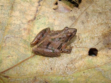 Southern Cricket Frog Facts and Pictures