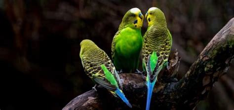 Parrot Sound | Free Sound Effects | Animal Sounds