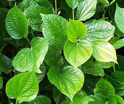 How to Grow Betel Leaf Plant | Complete Growing Guide | Balcony Garden Web