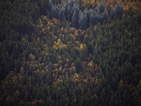 Download wallpaper 1152x864 green trees, forest, aerial view, peaks, standard 4:3 fullscreen ...