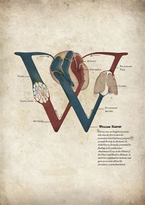 William Harvey and blood circulation diagram through the heart, lungs and capillaries ...