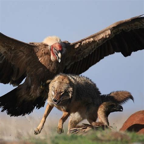 California condors | Animals, Animals beautiful, Animals wild