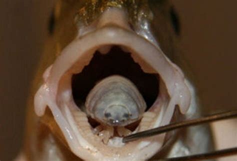 Tongue-Eating Fish Parasites Never Cease to Amaze