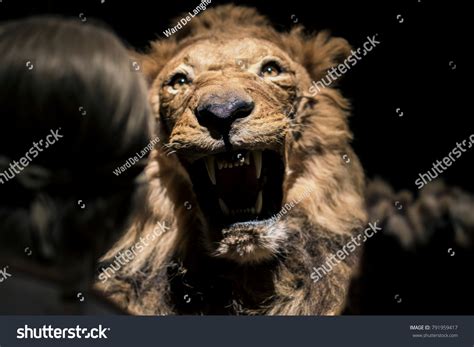 131 Lion Attack Human Images, Stock Photos & Vectors | Shutterstock