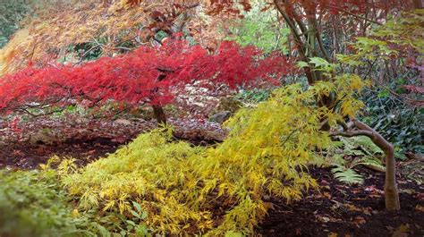 What is the best way to care for a Japanese Maple Tree? - Tampa Tree