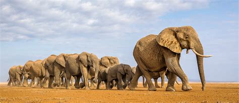 African Wildlife Stock Photos, Images - Kimballstock