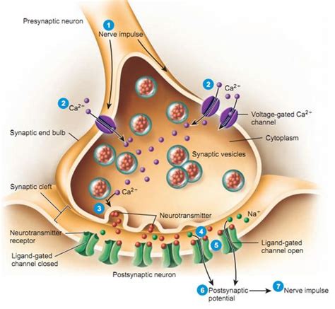 A cholinergic synapse uses acetylcholine as a neurotransmitter. A nerve ...