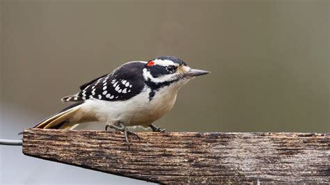 Black And White Striped Bird