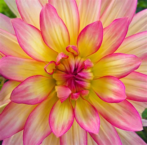 EK Photo Art's "Nature's Clicks": Pink & Yellow Dahlia