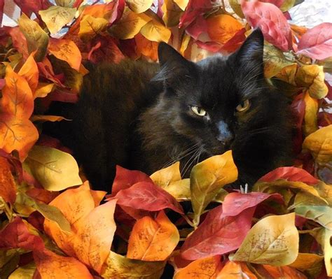 Feeling All the Fall Feels… 🍁🎃 | Cat & Craft Blog