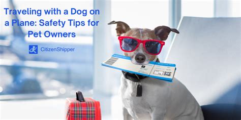 Safely Travel with a Dog on a Plane - CitizenShipper Blog