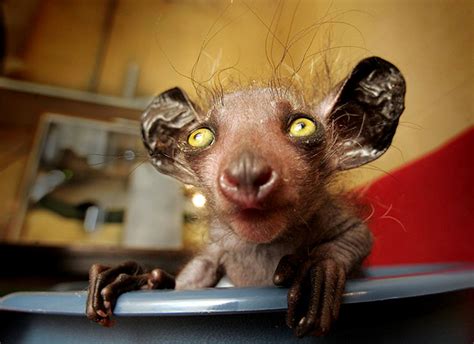 The world's ugliest animals - in pictures