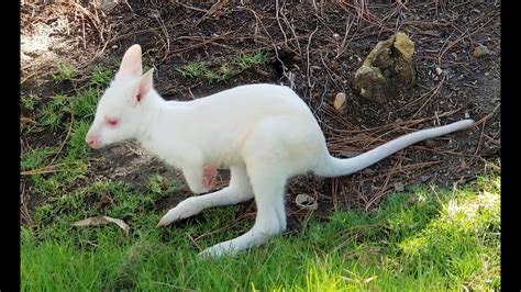 Albino Kangaroo