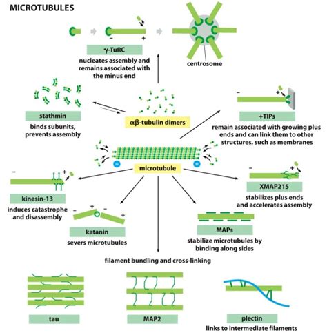 Biol 331: Microtubule Accessory Proteins Diagram | Quizlet