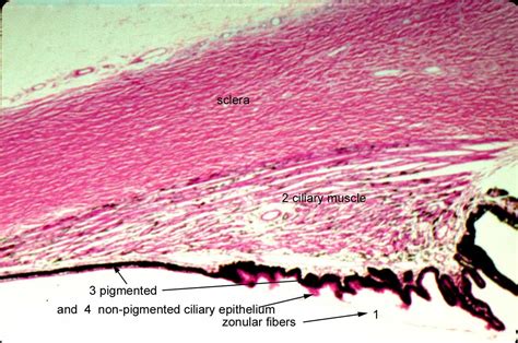 Histology: Ciliary Body Ciliary Muscle, See Through, Biology, Pigment ...