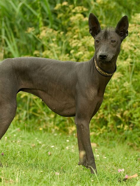 Is A Xoloitzcuintli A Good Pet