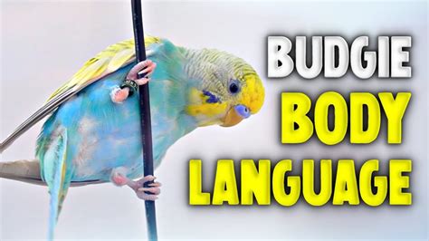 Budgie Body Language - YouTube