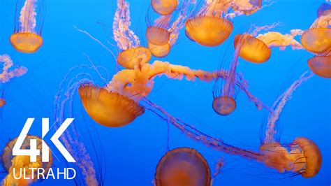 4K Aquarium Screensaver with Ambient Music - 8 HOURS Relaxing Dance of Jellyfish | ProArtInc