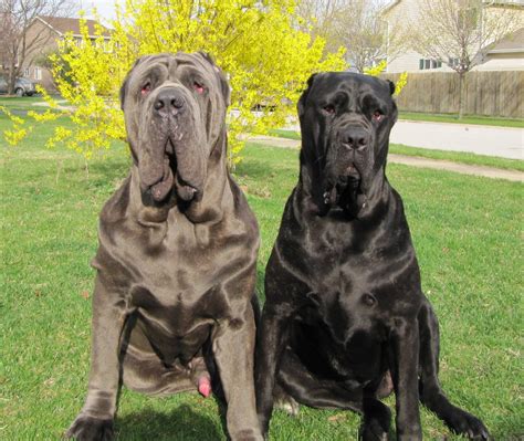 Two Neapolitan Mastiff dogs photo and wallpaper. Beautiful Two Neapolitan Mastiff dogs pictures