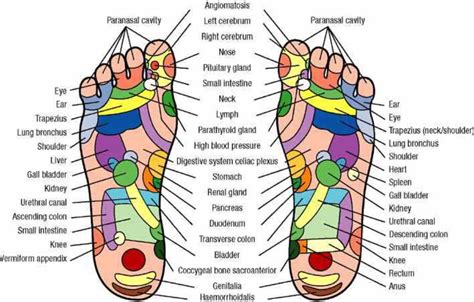 Reflexology: The health benefits of a foot massage -- Health & Wellness -- Sott.net