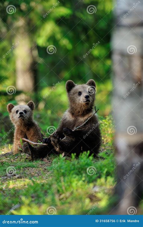 Brown Bear Cubs in the Forest Stock Photo - Image of taiga, ursus: 31658756