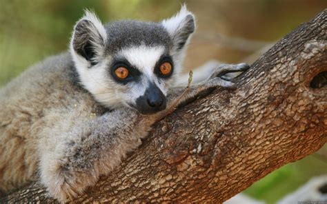 Download Animal Lemur HD Wallpaper