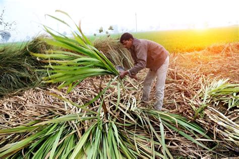 Sugar mills yet to clear Rs 2,400 crore pending dues of last two ...