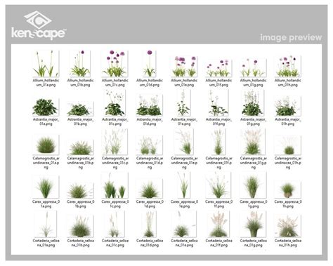 80 Grass Photo Overlays for Photoshop, Grass, Landscape, Plants, Cutouts, Scrapbooking, PNG ...