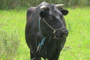 19 Common Black Cow Breeds (The Ultimate Guide)