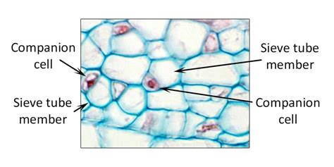 Companion Cells