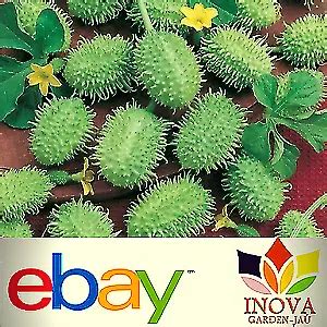 SEEDS RARE NORTHERN Gherkin (Maxixe) - 40 seeds £5.69 - PicClick UK