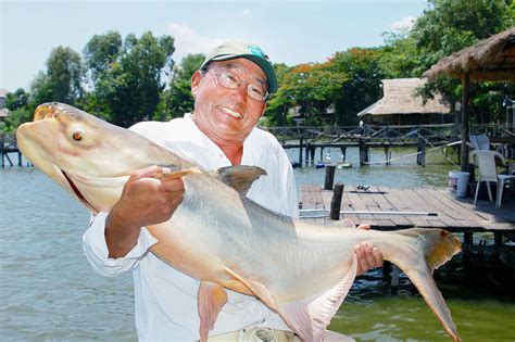 TALES FROM THE TACKLE BOX: The Platinum Fish of Thailand - Rafu Shimpo