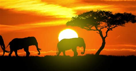 Elephant Family Silhouette Stock Video Footage - 4K and HD Video Clips | Shutterstock