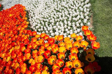 Premium Photo | Orange color tulip flowers in the garden