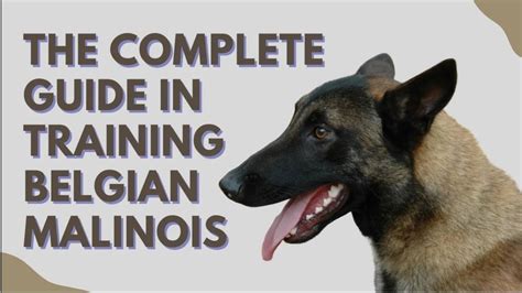 The Complete Guide On Training Belgian Malinois - YouTube