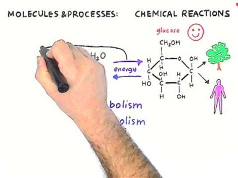 Types of Biochemical Reactions ( Read ) | Biology | CK-12 Foundation