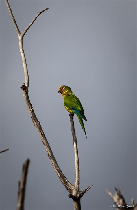 Chapada dos Guimarães: Enchanting views and waterfalls - East West Quest