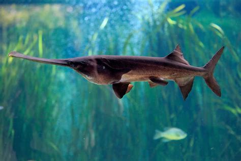 Chinese Giant Paddlefish