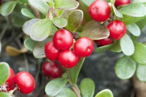 Bearberry | Direct Native Plants